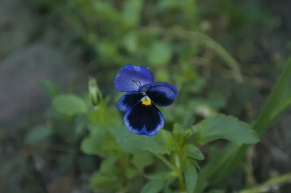 Champ Fleurs Dans Jardin Tourné Été Par Temps Ensoleillé — Photo