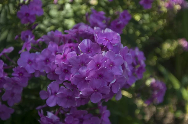 晴れた日の夏の花畑 庭で撮影 — ストック写真