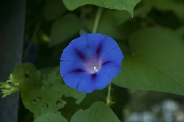 Bloem Veld Tuin Schot Zomer Bij Mooi Weer — Stockfoto