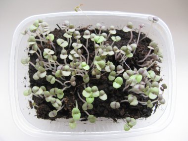 Lahanası bir fesleğen büyümek