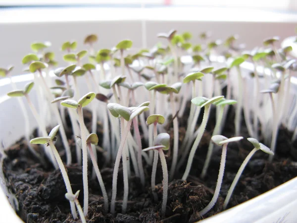 Sprouts of a Basil Grow — Stock Photo, Image