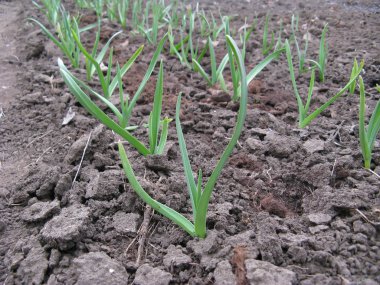 Bir yatakta erken sarımsak