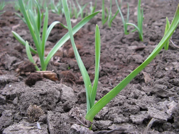 Früher Knoblauch auf dem Bett — Stockfoto