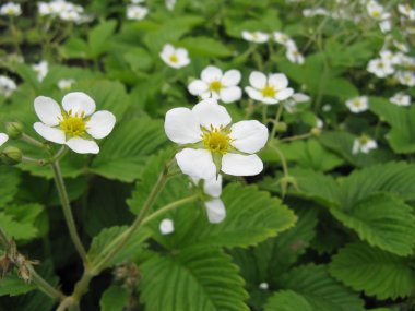 yabani çilek çiçekler
