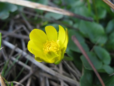 Buttercup Ficaria çiçek