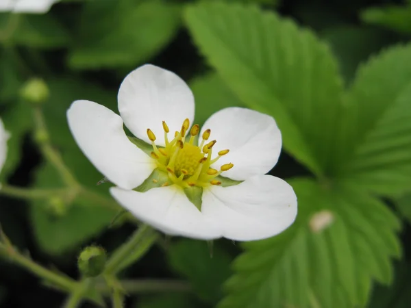 Flowers of Wild Strawberry — Stock Photo, Image