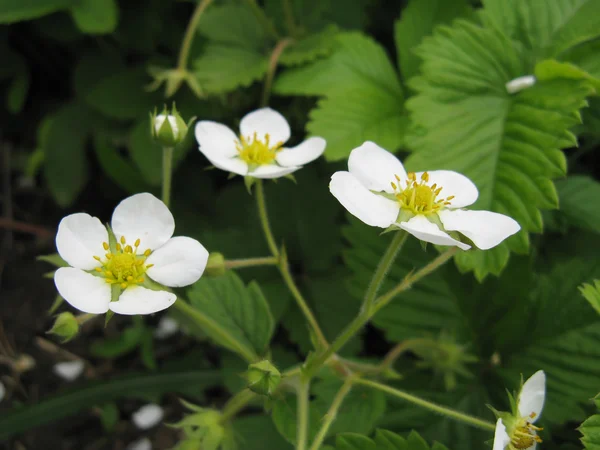 Flowers of Wild Strawberry — Stock Photo, Image