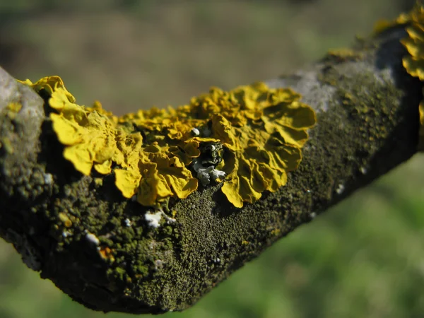 Lichen on a Tree — Stock Photo, Image