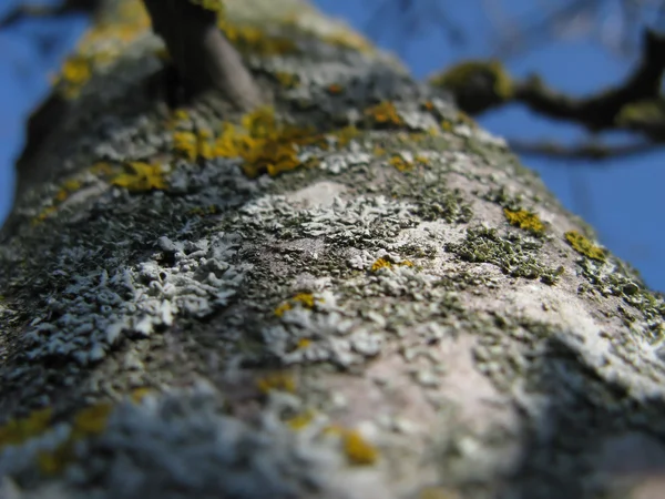 Lichen on a Tree — Stock Photo, Image