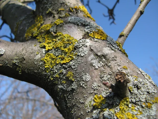 Lichen on a Tree — Stock Photo, Image