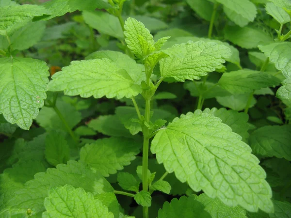 Citron Melissa Plant — Stockfoto