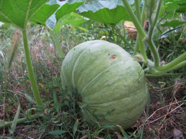 Kabak olgunlaşır bir sebze bahçesi