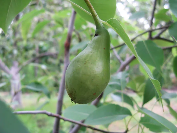 庭に梨が熟す — ストック写真