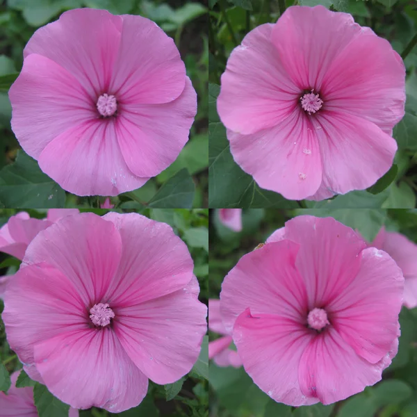 粉红色 lavatera 花 — 图库照片