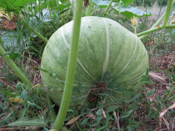 Kürbis reift auf einem Gemüsegarten — Stockfoto