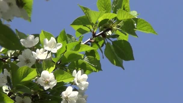 Florecimiento de cerezo — Vídeo de stock