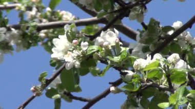 Bir elma ağacı çiçek