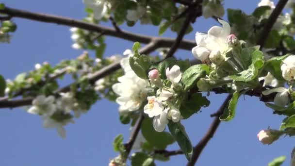 Tops of Trees Against Cumulonimbus Clouds — Stock Video