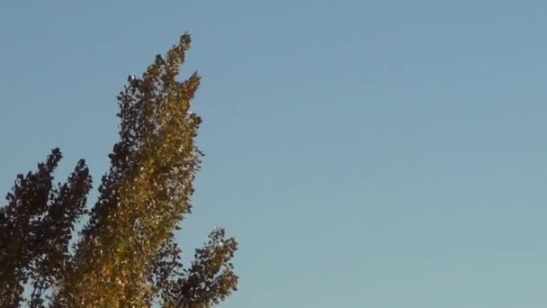 Tops de árvores contra nuvens Cumulonimbus — Vídeo de Stock