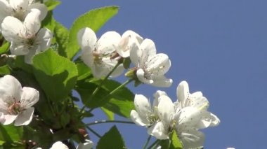 Kiraz ağacı çiçek açması