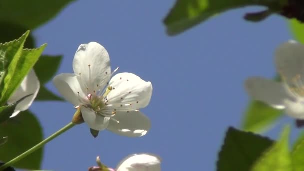 Blomma av körsbärsträd — Stockvideo