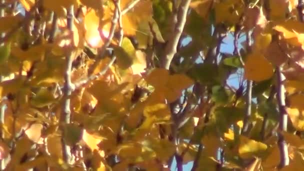 Populier boom in de herfst — Stockvideo