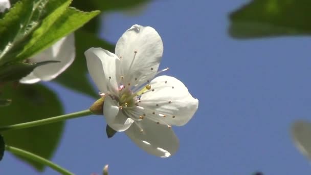 Λουλούδι του δέντρου κερασιών — Αρχείο Βίντεο