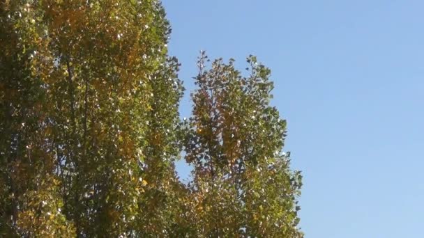 Дерево тополі восени — стокове відео