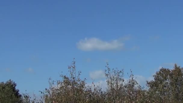 積乱雲からの木のてっぺん — ストック動画