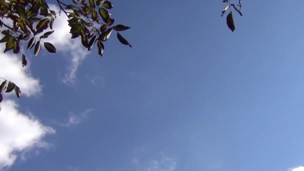 Walnut Branches Against a Sky — Stock Video