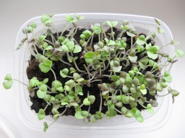 Lahanası bir fesleğen büyümek