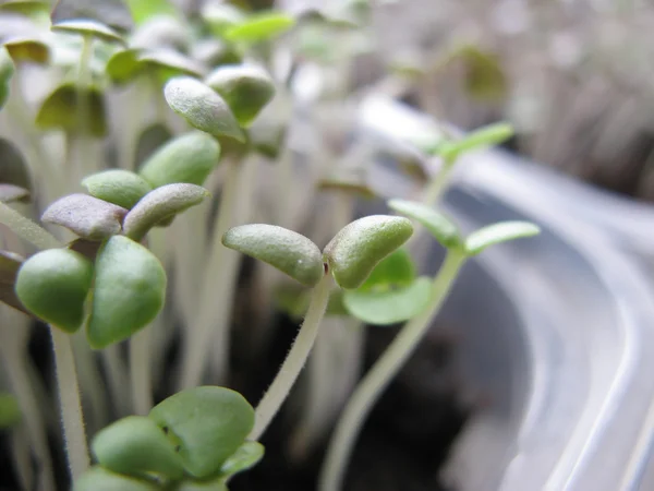 Spruiten van een basilicum groeien — Stockfoto