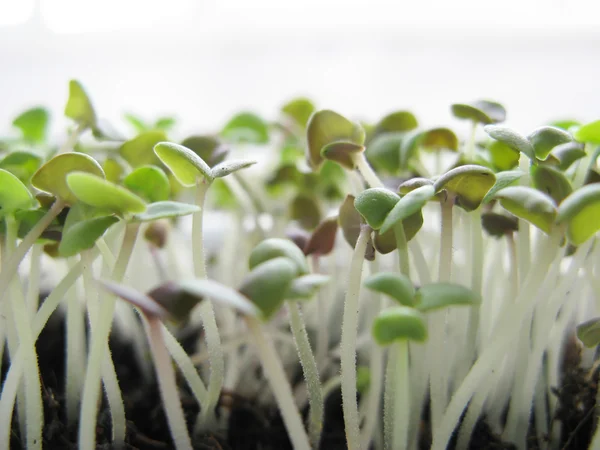 Lahanası bir fesleğen büyümek