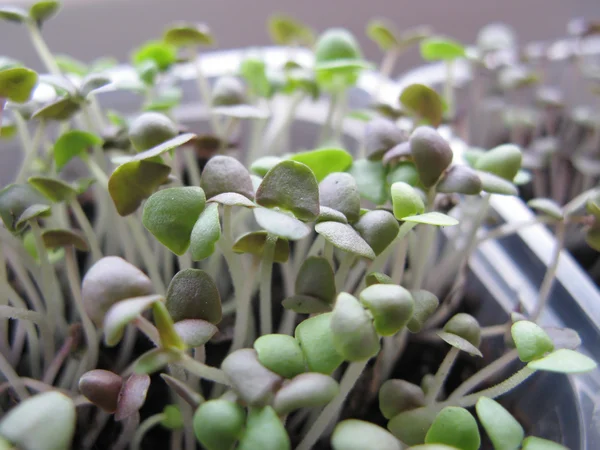 Spruiten van een basilicum groeien — Stockfoto