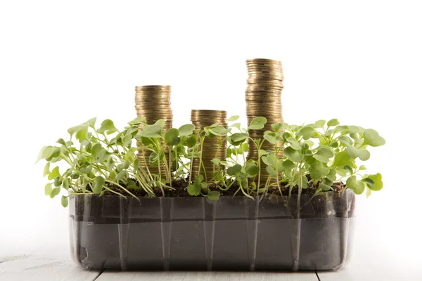 Dinero creciendo en el suelo, Concepto de éxito empresarial . —  Fotos de Stock