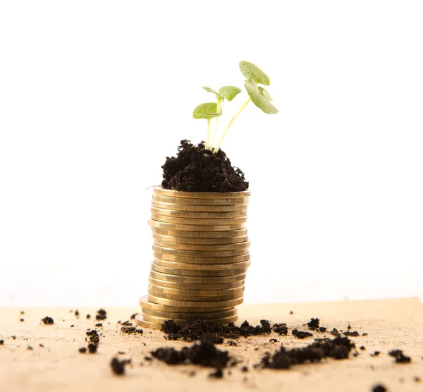 生长在土壤中，业务的成功概念的钱. — 图库照片