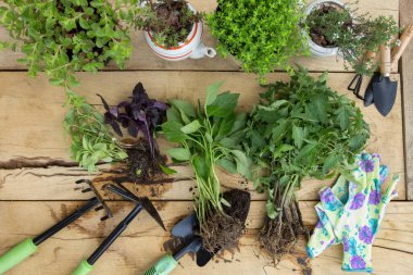 Bahçe işleri - Bahçe işleri için Aletler, Çiçek saksıları ve tahtalar üzerinde fidanlar, doğal ışık
