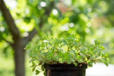 Ahşap masada saksı, yeşil ağaçlar arka planda bahçe konsepti.