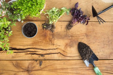 Bahçe işleri - Bahçe işleri için Aletler, Çiçek saksıları ve tahtalar üzerinde fidanlar, doğal ışık
