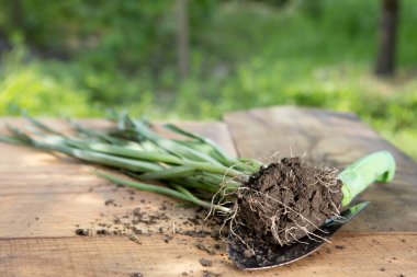 Tohumlar, saksıdaki bitkiler ve ahşap masadaki bahçe aletleri, arka planda bulanık yeşil ağaçlar - bahçe konsepti