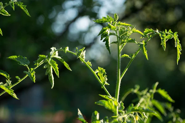 Άνθος Τομάτας Φυτό Έναν Κήπο Κοντά — Φωτογραφία Αρχείου