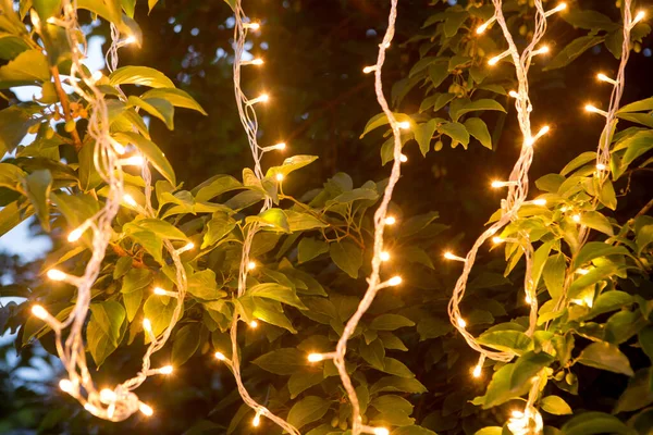 Feestverlichting Boom Een Avondtuin Kerstverlichting Decoratie Achtergrond — Stockfoto