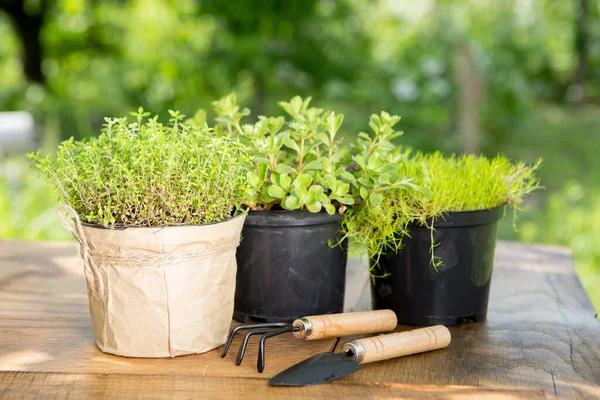 Pflanzen Topf Und Gartengeräte Auf Dem Holztisch Grüne Bäume Hintergrund — Stockfoto