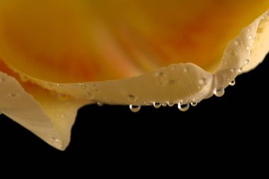 Siyah üzerine güzel bir lale çiçeğinin Macro manzarası. Bahar arkaplanı