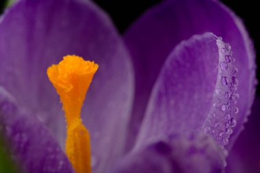 Siyah üzerinde çiy damlaları olan güzel bir kır çiçeğinin makro görüntüsü. Bahar arkaplanı