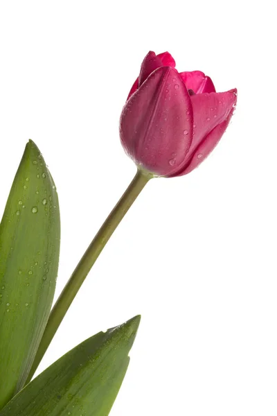 Macro View Beautiful Tulip Flower Isolated White Spring Background — Stock Photo, Image