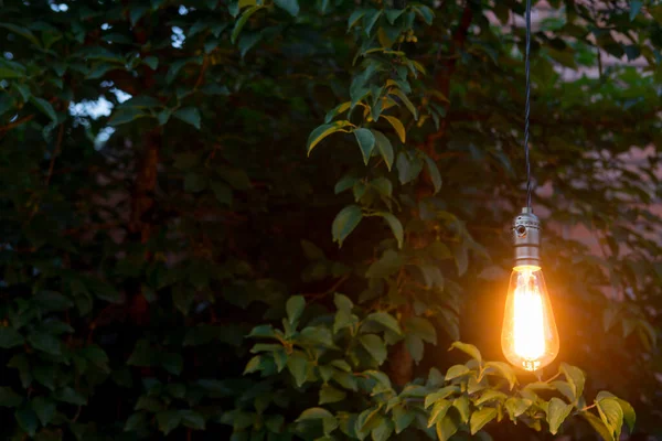 孤独の概念 夜の庭で孤独なレトロな球根の輝き — ストック写真