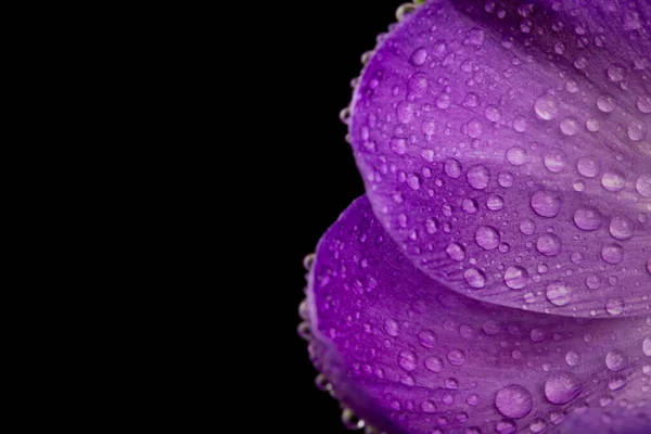 Makro Widok Piękny Kwiat Krokusa Kroplami Rosy Czarno Tło Wiosny — Zdjęcie stockowe