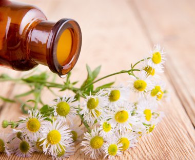 Masaj yağı papatya çiçekler w üzerinde bir cam şişe içinde damla