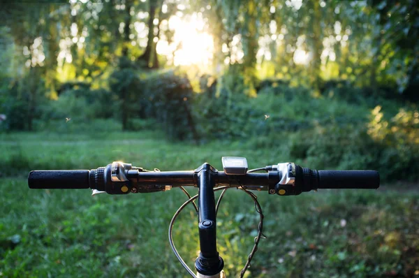 Mountain bike in forest on sunset — Stock Photo, Image